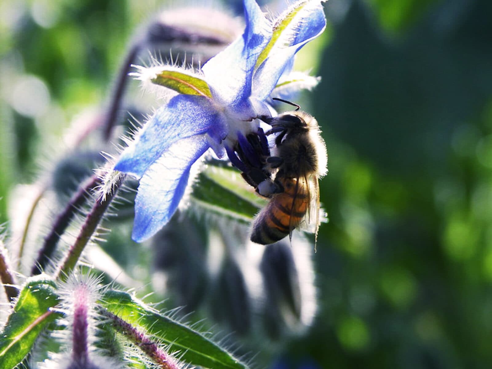 Bi på en blå blomma