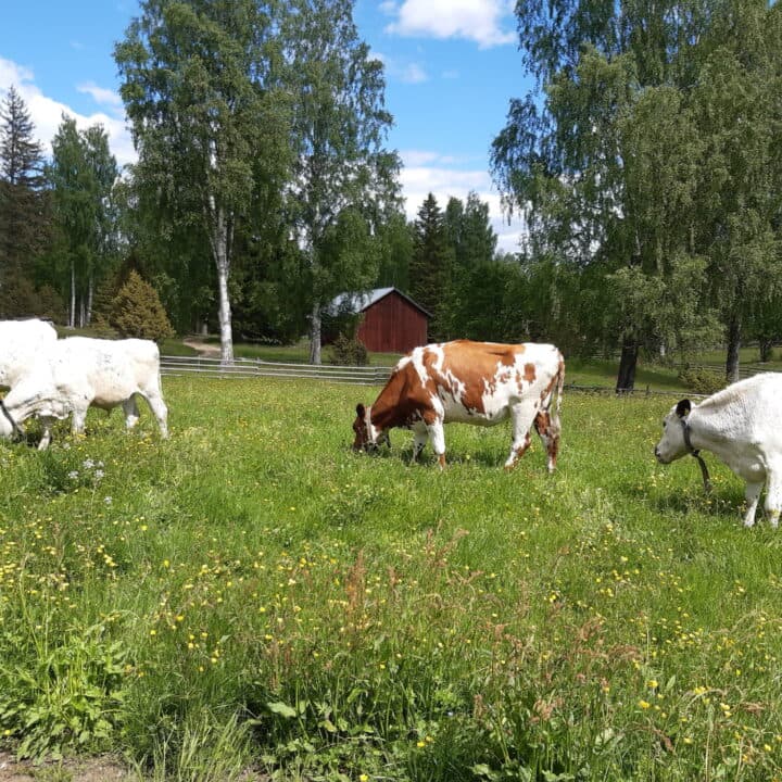 Fjällkor på Skalen