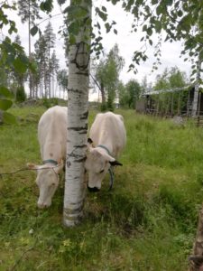 Tripsa och Isa